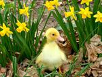 Baby Yellow Duck