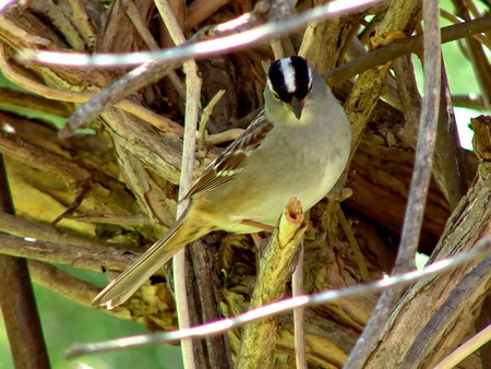 White Crown Sparrow - white, sparrow, bird, crown