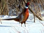 Male Ring Neck Pheasant