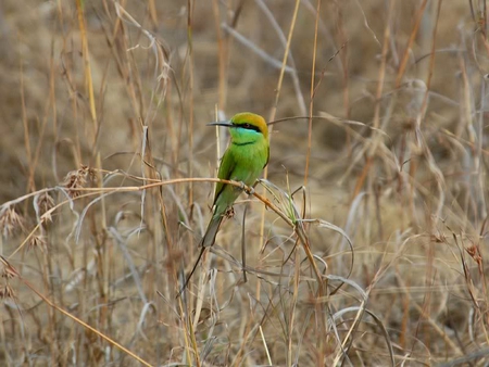 Green Bee Eater - eater, bird, weeds, green