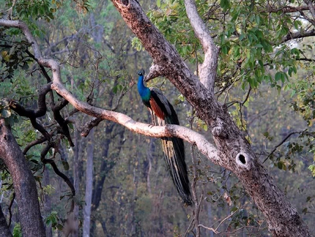 Peacock - leaves, peacock, tree, bird