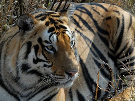 Tiger - cat, big, tiger, ground