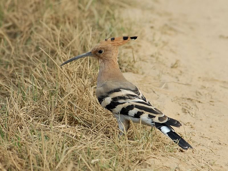 Hoopoo Bird - hoopoo, road, bird, grass