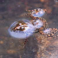 Floating Frog