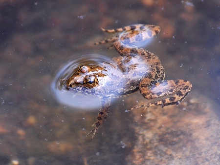 Floating Frog - spots, water, floating, frog