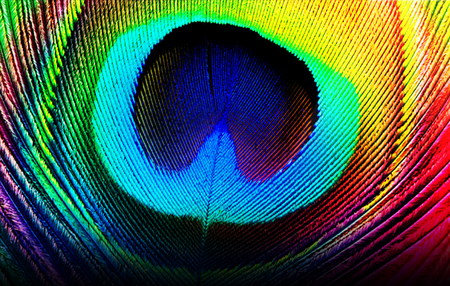 Rambo Feather - colorfull, feather, peacock, rambo