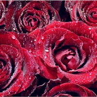 Roses 