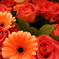 ~â™¥â€¢Roses and gerberas for all friendsâ€¢â™¥~