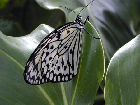 Butterfly - dots, white, butterfly, black