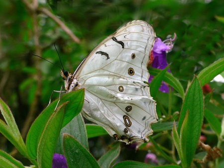 Butterfly - white, leaves, flower, butterfly