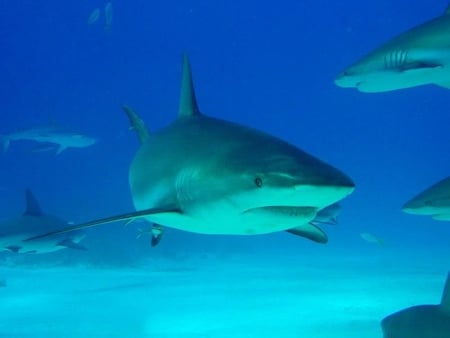 Caribbean Reef Sharks, Nassau Bahamas