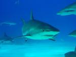 Caribbean Reef Sharks, Nassau Bahamas