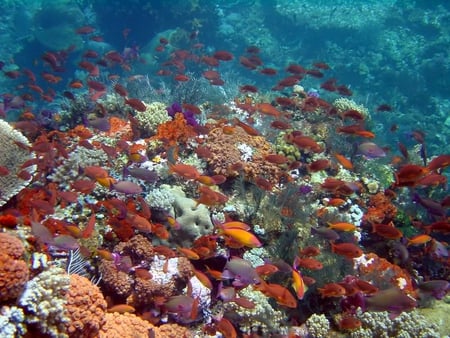 Reef Scene, Komodo Indonesia - coral, ocean, bunch, fish, rock, reef