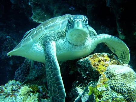 Sea Turtle - turtle, sea, shellback, ocean