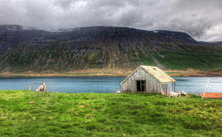 Tricky Sheep - photography, cloudy morning, mountains, white, lakes, sheep, green grass, green, grass, lake, landscape, mountain, canyons, forest, animal, green land, natural