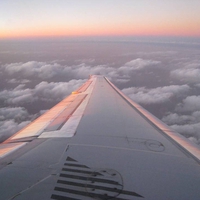 Painted Wing