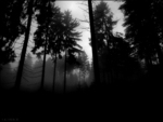 Dark Forest