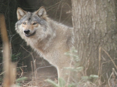 Say Cheese - grey wolf, dogs, wolf, tree, other, animals