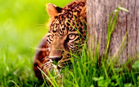 HIDDEN POWER - leopard, bush, hide, spots, tree, grass