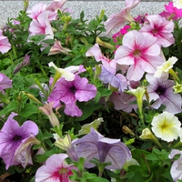 Colorful Petunia