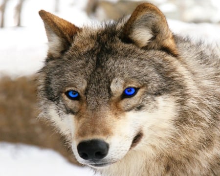 THE CALM GAZE - winter, gaze, wolf, gray