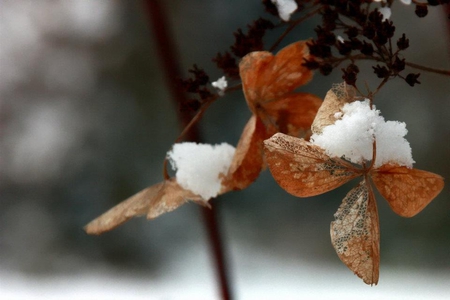 Snow - winter, season, leaf, snow