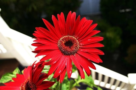 Red Daisy - beauty, flower, nature, red