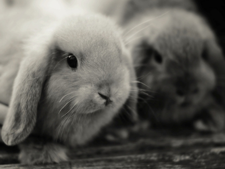 RABBIT - rabbit, animals, cute, photography, bw