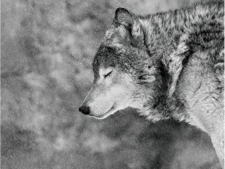 IT SNOWS - wolf, animals, winter, bw, snow, art