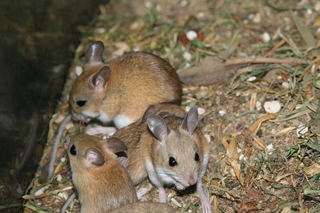 THREE LITTLE MICE - tiny, cute, little, mice