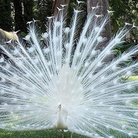 White Peacock