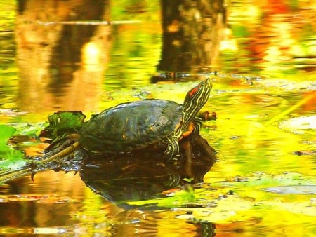 Turtle on a Rock at Sunset in Yellow Water - rock, turtle, sunset, water