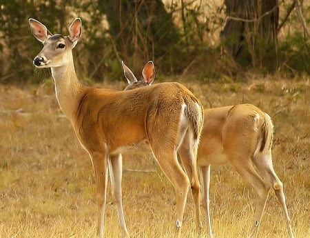 Mother and Little One - fawn, trees, deer, ground