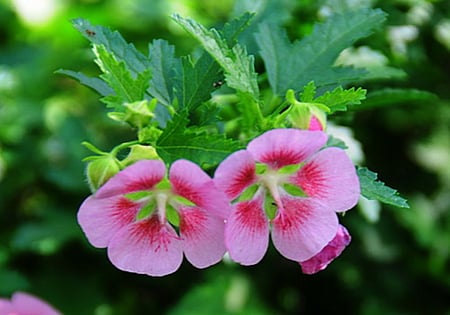 CAPE MALLOW FLOWERS - flowers, leaves, pink, green