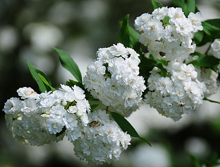 DOUBLE REEVES SPIREA FLOWERS - pretty, flowers, shrub, white