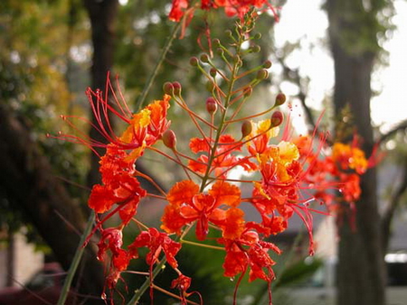 DWARF POINCIANA FLOWERS - flowers, red, pretty, shrub