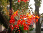 DWARF POINCIANA FLOWERS