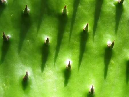 Cactus Closeup - sharp, cactus, green, points