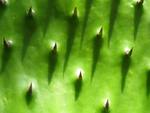 Cactus Closeup