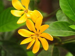 GOLDEN GARDENIA