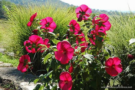 HARDY HIBISCUS - flowers, pretty, shrub, mauve