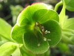 Hellebore, It's called The Christmas Rose