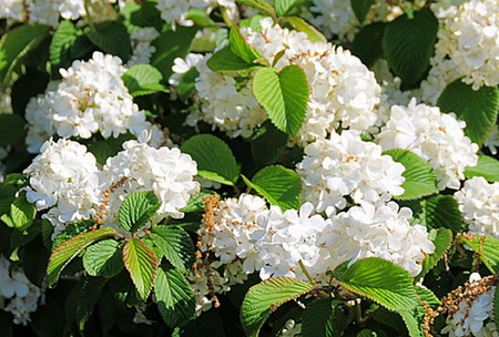 JAPANESE SNOWBALL - flowers, white, shrub, beauty