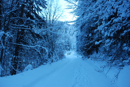 forest in winter - white, winter, forest, snow