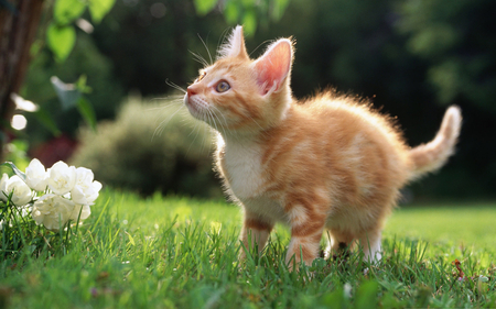 Cute Kitten - adorable, kitty, animals, kitten, nature, beautiful, cats, green, grass, cute