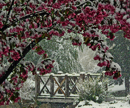 Winter - winter, trees, pink, beautiful