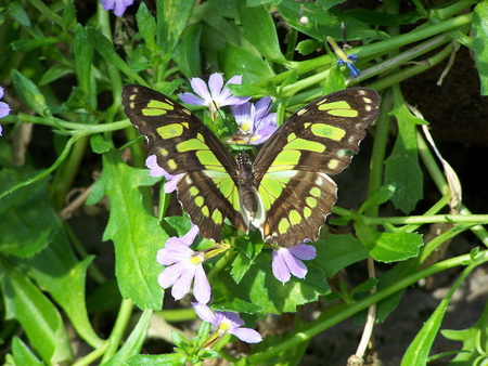 FOR DEAR CHERIE. - butterfly, flowers, green, hiding