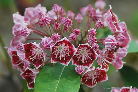 MOUNTAIN LAUREL - pretty, pink, red, beautiful