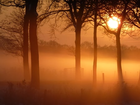 sunset - moon, nature, trees, fog, sunset