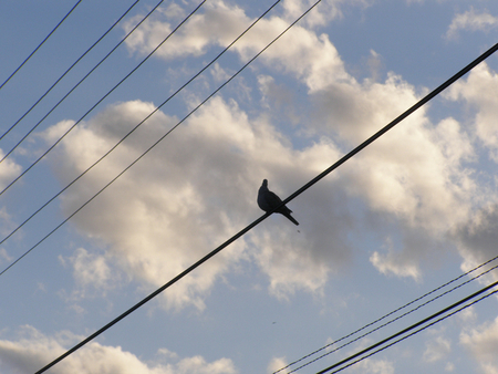 Lonely Dove - dove, sky, lonely, bird